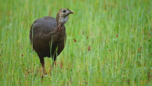 Dinde sauvage poule alimentation — Video