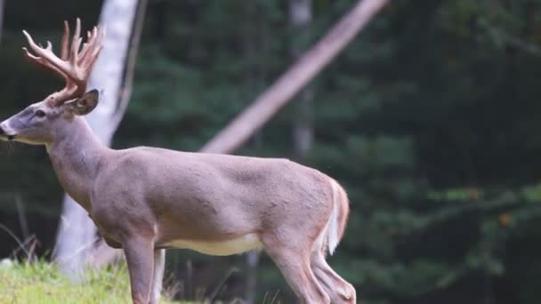 Whitetail 鹿成熟した木びき台 — ストック動画