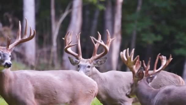 Whitetail 鹿成熟した木びき台 — ストック動画