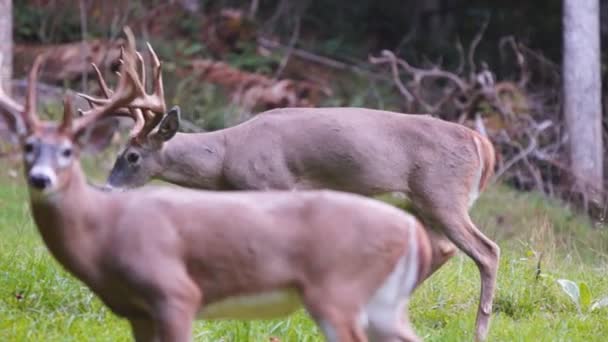 Whitetail 鹿成熟した木びき台 — ストック動画