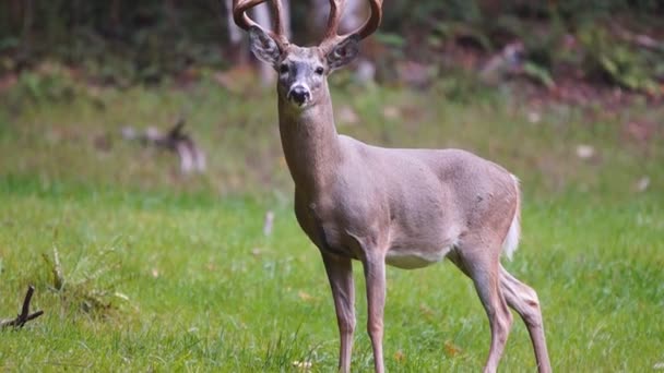 Whitetail Veado maduro dólares — Vídeo de Stock