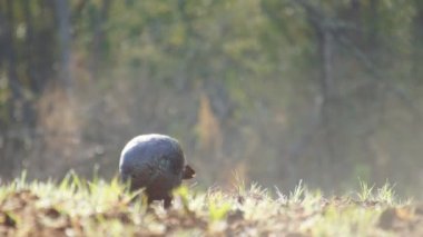 Wild Türkiye'nin doğumunda besleme