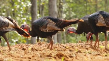 Wild Türkiye'nin besleme