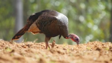 Wild turkey jake olgunlaşmamış erkek seslendirme