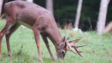 Whitetail Geyik dolar Olgun
