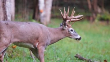 Whitetail Geyik dolar Olgun