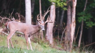 Whitetail Geyik dolar Olgun