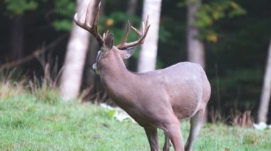 Whitetail Geyik dolar Olgun