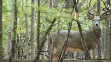 buck Whitetail Geyik Olgun