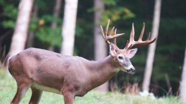 Whitetail Geyik dolar Olgun
