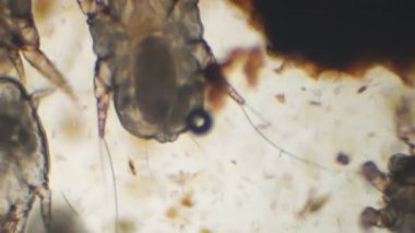 Veteriner ilaçları kulak çubuğu ağır kulak mite istila açığa a cats kulak