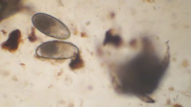 Veteriner ilaçları kulak çubuğu ağır kulak mite istila açığa a cats kulak