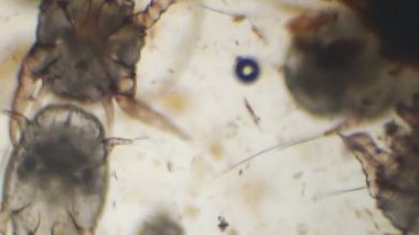 Veteriner ilaçları kulak çubuğu ağır kulak mite istila açığa a cats kulak