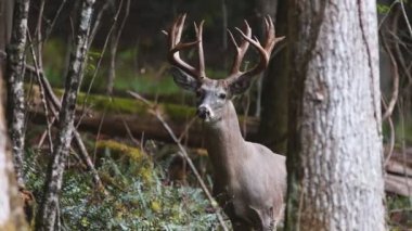 Whitetail Geyik dolar Olgun