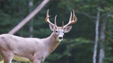 Whitetail Geyik dolar Olgun