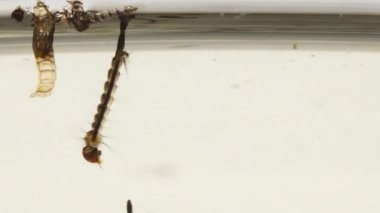 Asya kaplanı sivrisinek larva ve pupa kirli su