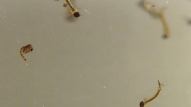 Asya kaplanı sivrisinek larva ve pupa