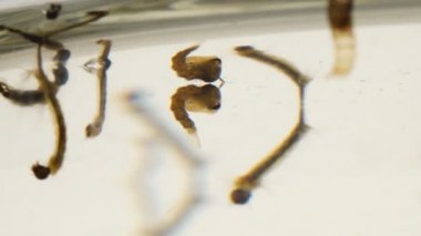 Asya kaplanı sivrisinek larva ve pupa kirli su