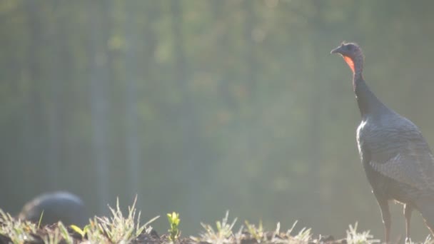 Wilde Truthähne füttern bei Sonnenaufgang — Stockvideo