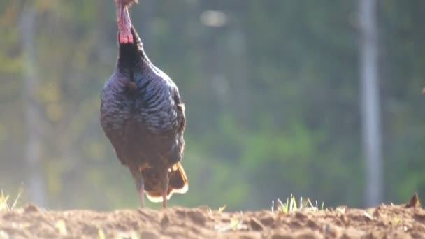 Pavo salvaje alimentándose al amanecer — Vídeos de Stock