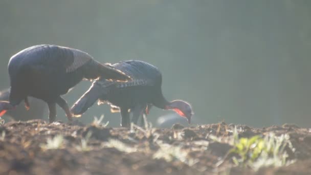 Wild Turkeys feeding at sunrise — Stock Video