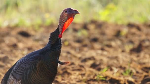 Wild Turkey jake vocalizzazione maschile immatura — Video Stock