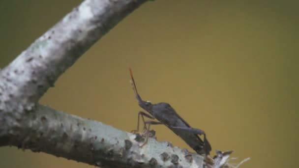 Leaffooted insecto plaga Georgia — Vídeos de Stock