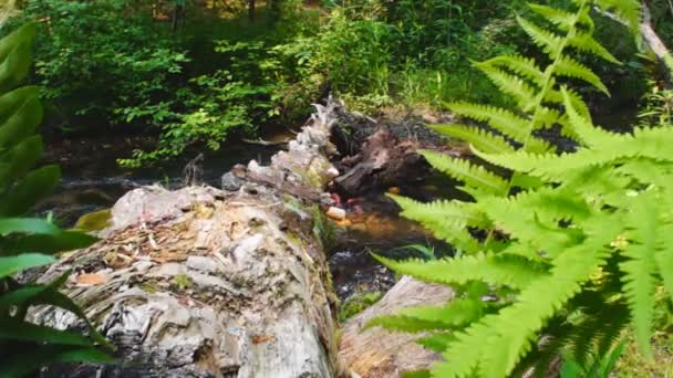 Umgestürzter Baumstamm über appalachischen Gebirgsbach — Stockvideo