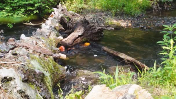 Umgestürzter Baumstamm über appalachischen Gebirgsbach — Stockvideo