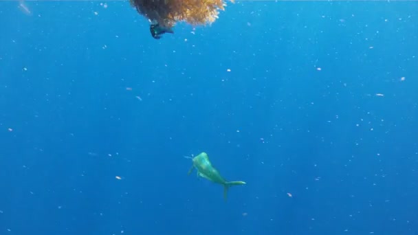 Golfinho de peixe em Florida Keys — Vídeo de Stock