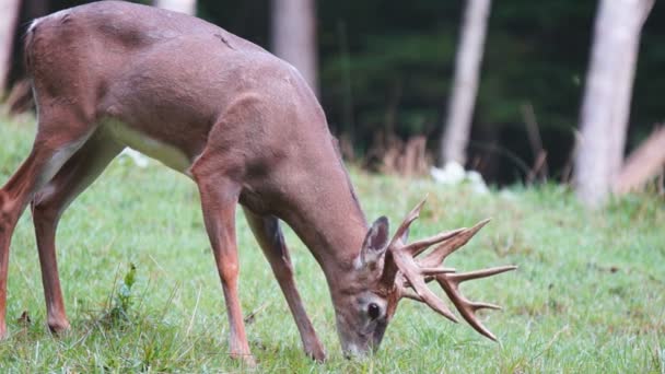 Whitetail herten oudere dollar — Stockvideo