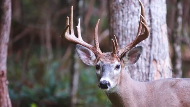 Whitetail Deer mature bucks — Stock Video