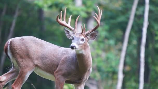 Whitetail szarvas érett keretfűrész — Stock videók