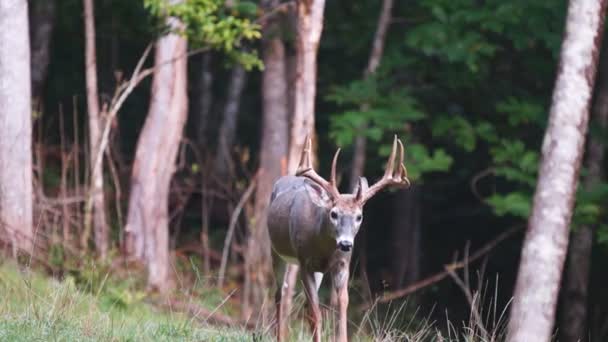 Whitetail szarvas érett keretfűrész — Stock videók