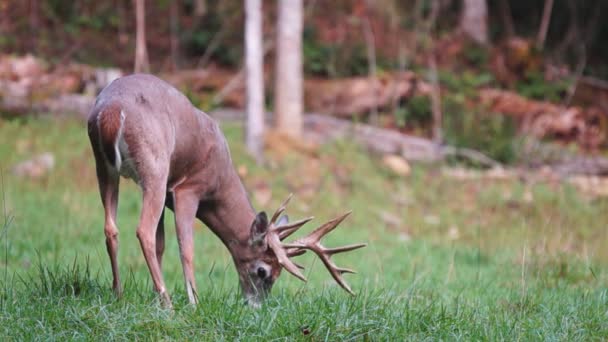 Whitetail 鹿成熟した木びき台 — ストック動画