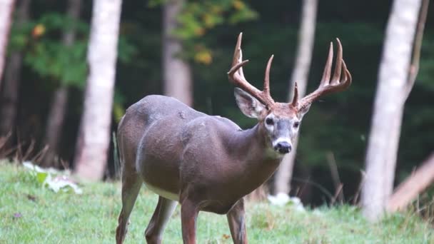 Whitetail Veado maduro dólares — Vídeo de Stock