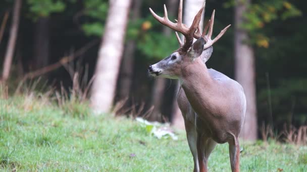 Whitetail Deer mature bucks — Stock Video