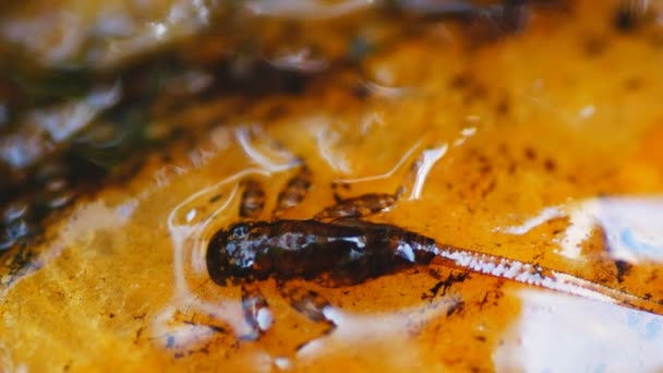 Mayfly nymph in trout stream — Stock Video