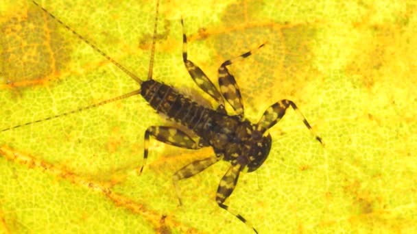 Large black Mayfly nymph — Stock Video