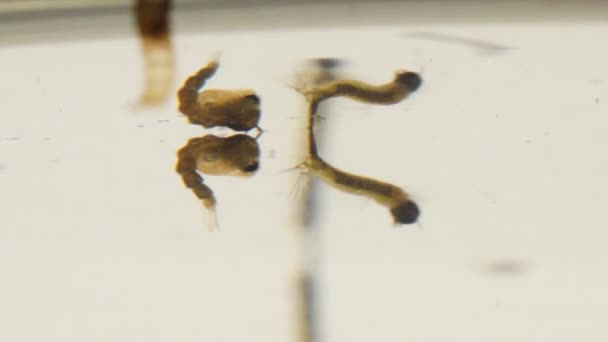 Asian Tiger Mosquito Larvae and Pupae in polluted water — Stock Video