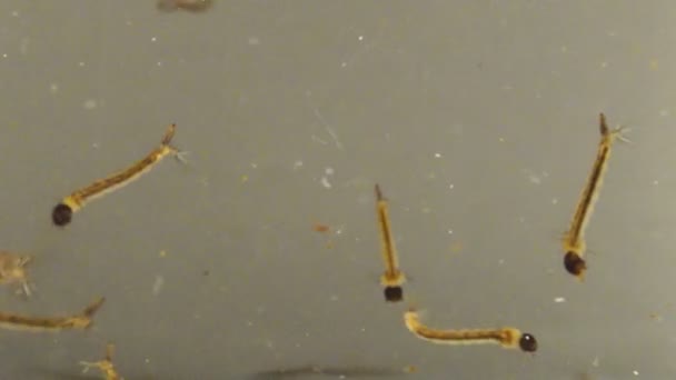 Larves et pupes de moustique tigre asiatique 