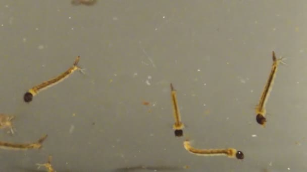 Asiático tigre mosquito larvas y pupae — Vídeo de stock