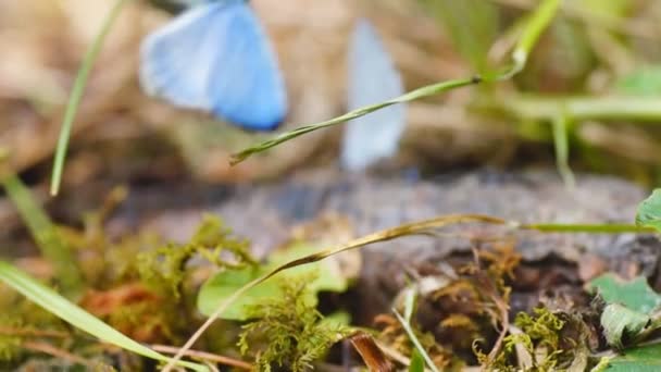 Blue butterflies mating in Georgia — Stock Video