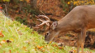 Whitetail Geyik Kova Ekim ayında olgun.