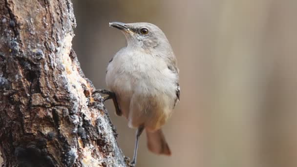 Northern Mockingbird — Stock Video