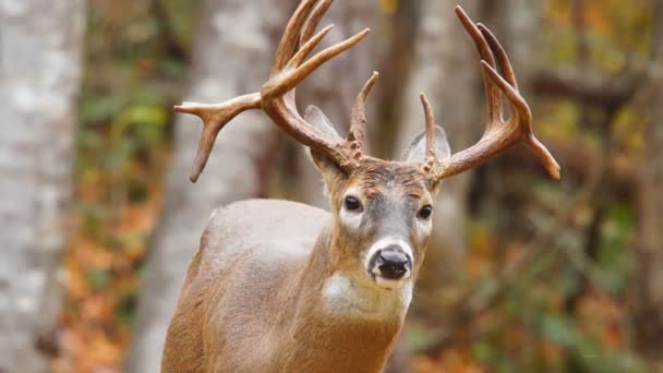 Whitetail veado maduro fanfarrão em outubro — Vídeo de Stock