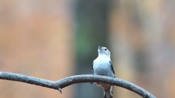 Nuthatch de pecho blanco — Vídeo de stock