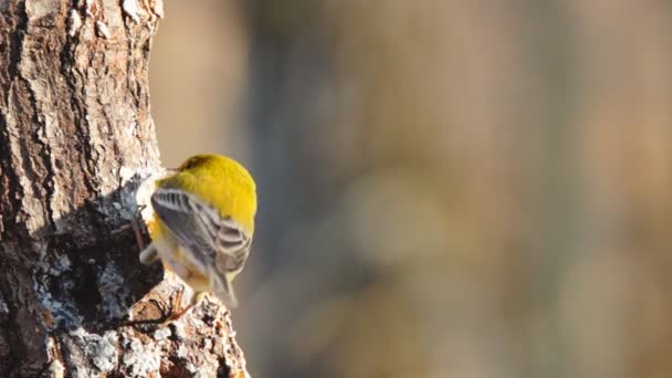 Pine Warbler — Stock Video