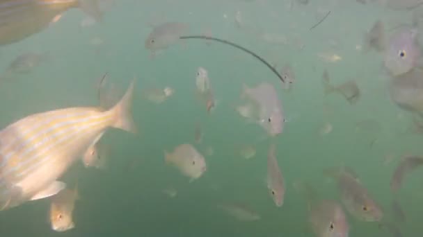 Onderwater pinfish school in florida keys — Stockvideo