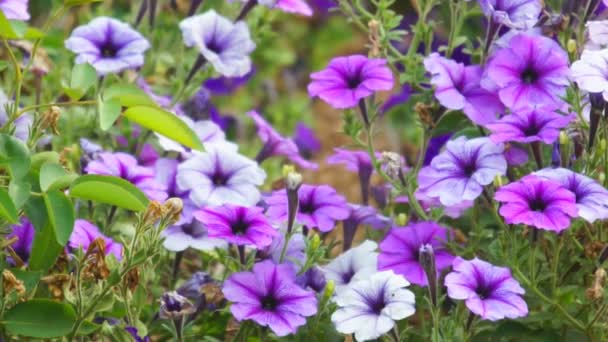Фиолетовые цветы — стоковое видео